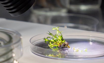 a small tuft of leaves sits in a round glass plate under bright lights